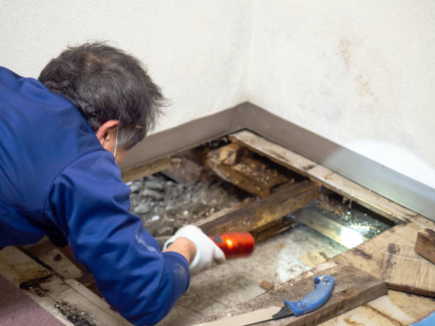 Best Mold Damage Repair  in Belvedere, SC