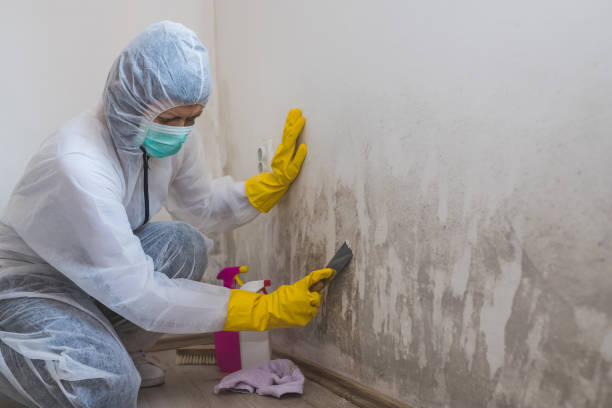 Best Mold Cleaning Services  in Belvedere, SC