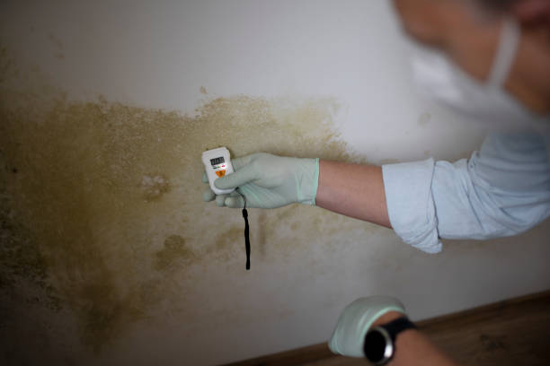 Best Home Mold Removal  in Belvedere, SC