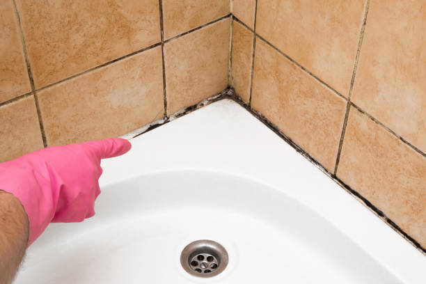 Best Same-Day Mold Removal  in Belvedere, SC